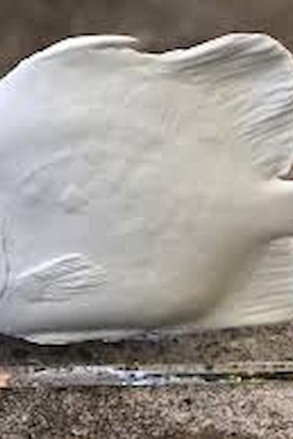 Christina Morali Fish Plexi Plake